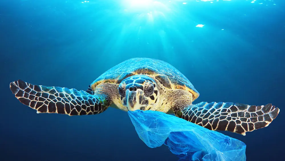 Unione Europea: stop alla plastica monouso entro il 2021 Unione Europea: stop alla plastica monouso entro il 2021