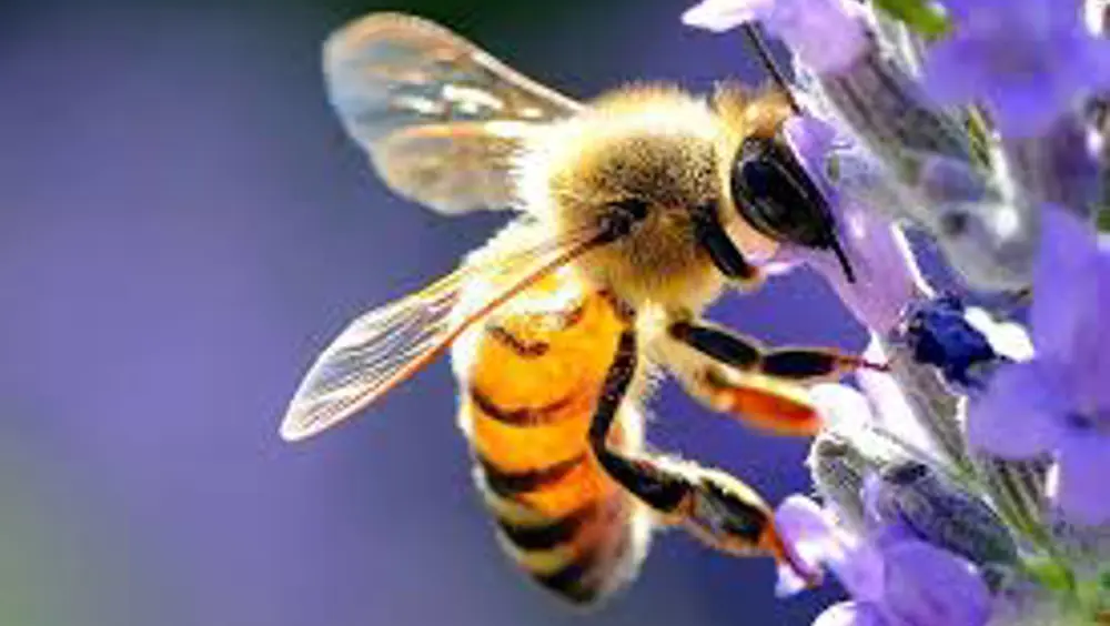 Salviamo le api! Salviamo le api!